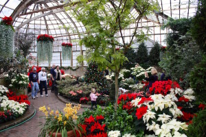 LP Conservatory - red flowers