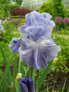 garfield-park-conservatory-purple-flower-web